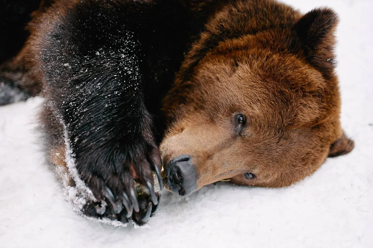 Vasiliy the bear excursion