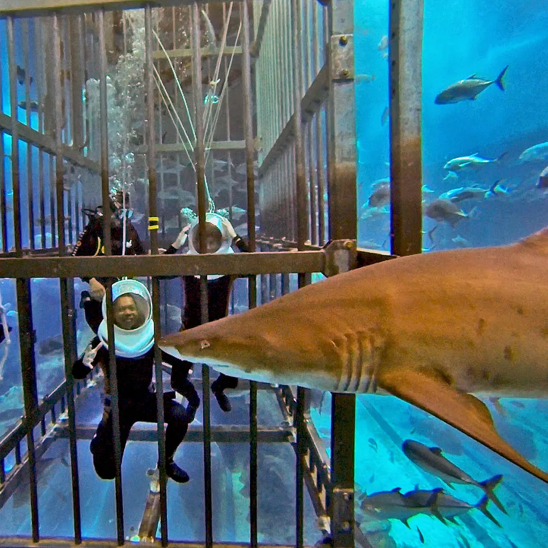 Shark Walker in the Dubai Aquarium